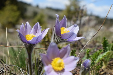 crocus in spring