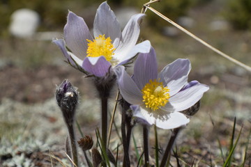 pasqueflower in the mountains of montana