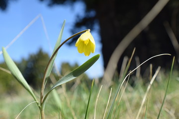 grass and flowers