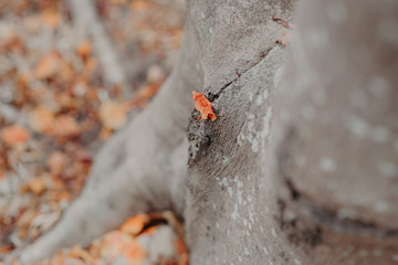 The palas tree tunnel background