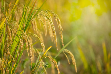 Ear of golden rice in the organic asian rice farm and agriculture