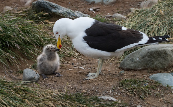Kelp gull and chick