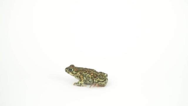 Frog toad green on white background
