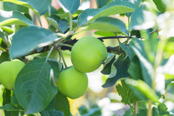 Green apples on a tree in the garden. Horizontal photography