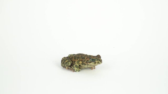 Frog toad green on white background