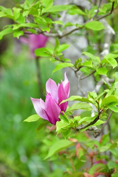 26 Best 紫木蓮の花 Images Stock Photos Vectors Adobe Stock