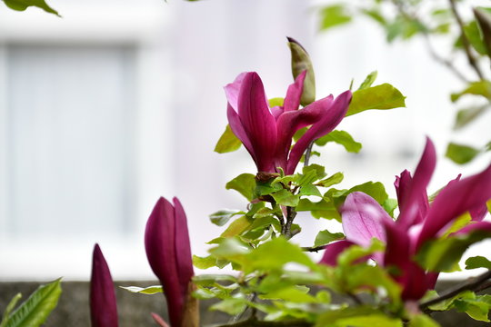 紫木蓮の花 Images Browse 26 Stock Photos Vectors And Video Adobe Stock