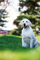 Dog breed Golden retriever