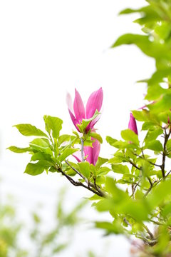 26 Best 紫木蓮の花 Images Stock Photos Vectors Adobe Stock