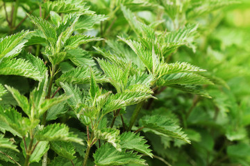 Urtica dioica, often called common nettle or stinging nettle