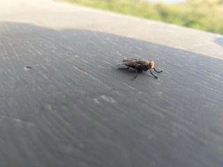 Housefly