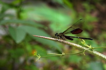 Short-tailed Gossamerwing(Bayadera brevicauda Fraser, 1928)