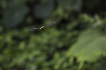 Taiyal Hawker(Aeshna petalura taiyal Asahina, 1938) 