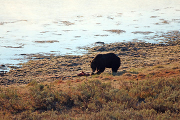 Morning view of male Grizzly bear eating elk carcass stolen from wolves in Yellowstone National Park United States