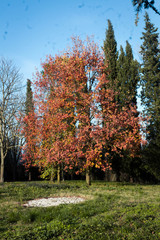 Tree in summer with blue sky