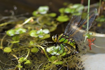 Taiyal Hawker(Aeshna petalura taiyal Asahina, 1938) 