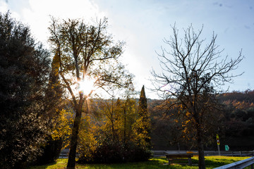 Trees in summer with blue sky