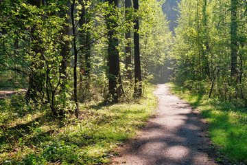 Sunlight in the green forest, spring time. Beautiful nature on a foggy morning. Magic fairy forest with mysterious lights. Beautiful spring landscape
