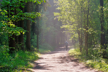 Obraz premium Sunlight in the green forest, spring time. Beautiful nature on a foggy morning. Magic fairy forest with mysterious lights. Beautiful spring landscape