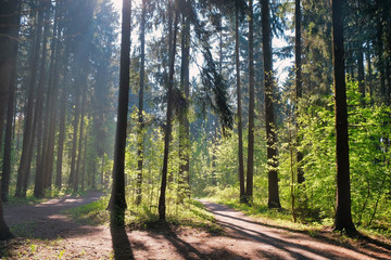 Sunlight in the green forest, spring time. Beautiful nature on a foggy morning. Magic fairy forest with mysterious lights. Beautiful spring landscape