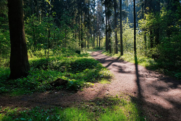 Obraz premium Sunlight in the green forest, spring time. Beautiful nature on a foggy morning. Magic fairy forest with mysterious lights. Beautiful spring landscape