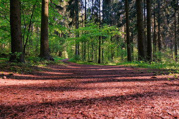 Sunlight in the green forest, spring time. Beautiful nature on a foggy morning. Magic fairy forest with mysterious lights. Beautiful spring landscape