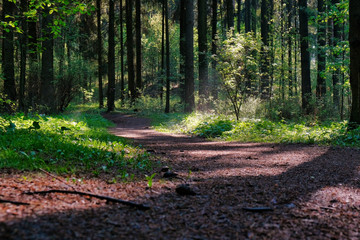 Sunlight in the green forest, spring time. Beautiful nature on a foggy morning. Magic fairy forest with mysterious lights. Beautiful spring landscape