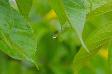 水滴　雨上がり　
