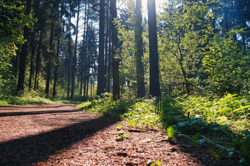 Sunlight in the green forest, spring time. Beautiful nature on a foggy morning. Magic fairy forest with mysterious lights. Beautiful spring landscape
