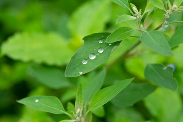  Water drops on a green leaf