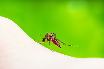 Encephalitis, Yellow Fever, Malaria Disease or Zika Virus Infected Culex Mosquito Parasite Insect Macro on Green Background