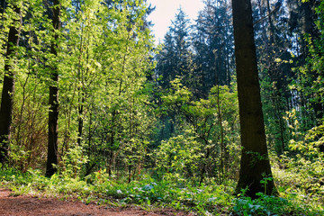 Sunlight in the green forest, spring time. Beautiful nature on a foggy morning. Magic fairy forest with mysterious lights. Beautiful spring landscape