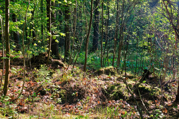 Photo of a picturesque stump in the sunlight in the green forest, spring time. Beautiful nature in the morning in the fog. Magic fairy forest