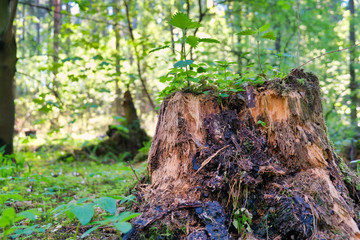 Photo of a picturesque stump in the sunlight in the green forest, spring time. Beautiful nature in the morning in the fog. Magic fairy forest