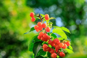 Cherry tree with ripe cherries in the garden