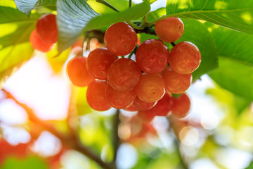 Cherry tree with ripe cherries in the garden