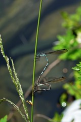  Blue Spreadwing(Indolestes cyaneus) (Selys, 1862)