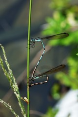  Blue Spreadwing(Indolestes cyaneus) (Selys, 1862)