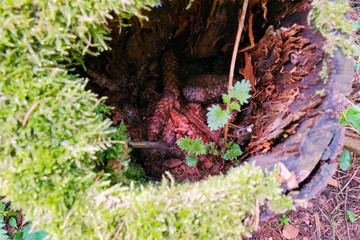 Photo of a picturesque stump in the sunlight in the green forest, spring time. Beautiful nature in the morning in the fog. Magic fairy forest with mysterious lights.