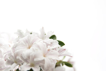 Fototapeta premium flowers of serissa on a white background
