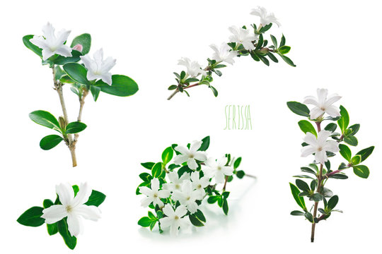 flowers of serissa on a white background