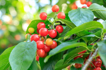 Cherry tree with ripe cherries in the garden
