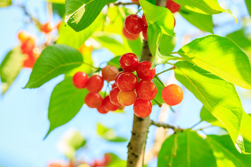 Cherry tree with ripe cherries in the garden