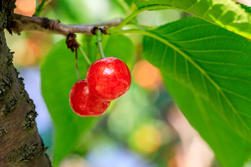 Cherry tree with ripe cherries
