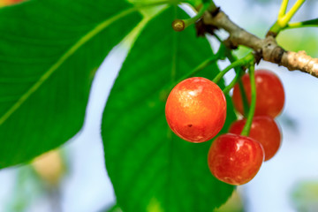 Cherry tree with ripe cherries