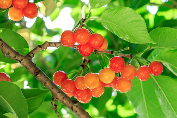 Cherry tree with ripe cherries