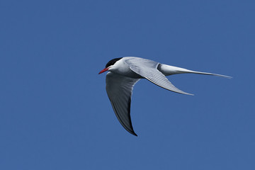 Arctic tern (Sterna paradisaea)