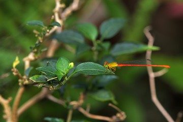 Orange-tailed Sprite(Ceriagrion auranticum ryukyuanum Asahina, 1967)