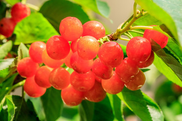 Cherry tree with ripe cherries