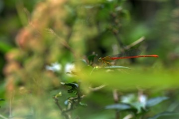 Orange-tailed Sprite(Ceriagrion auranticum ryukyuanum Asahina, 1967)